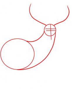 246x302 How To Draw A Deer, Step