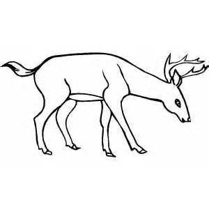 300x300 Image Result For A Deer Drinking Water Art Deer Coloring Pages