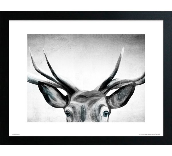 600x545 Pictures Of Deers