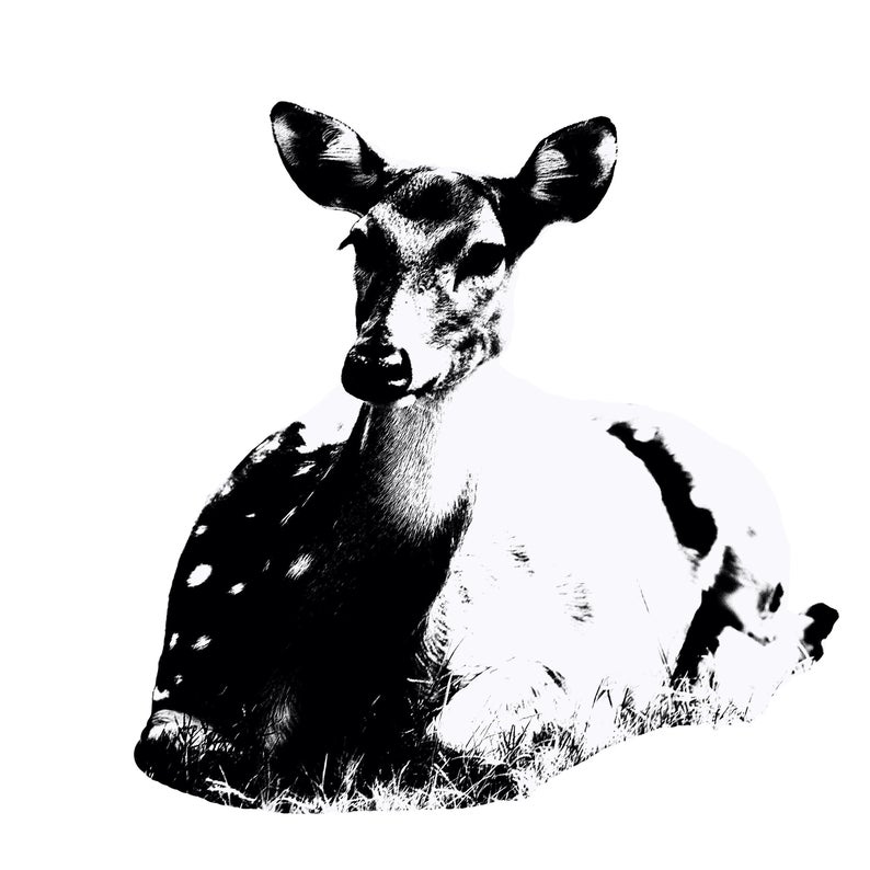 794x794 Deer Laying Down Png Printable Vector Image Etsy