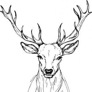 300x300 Deer Head Drawing