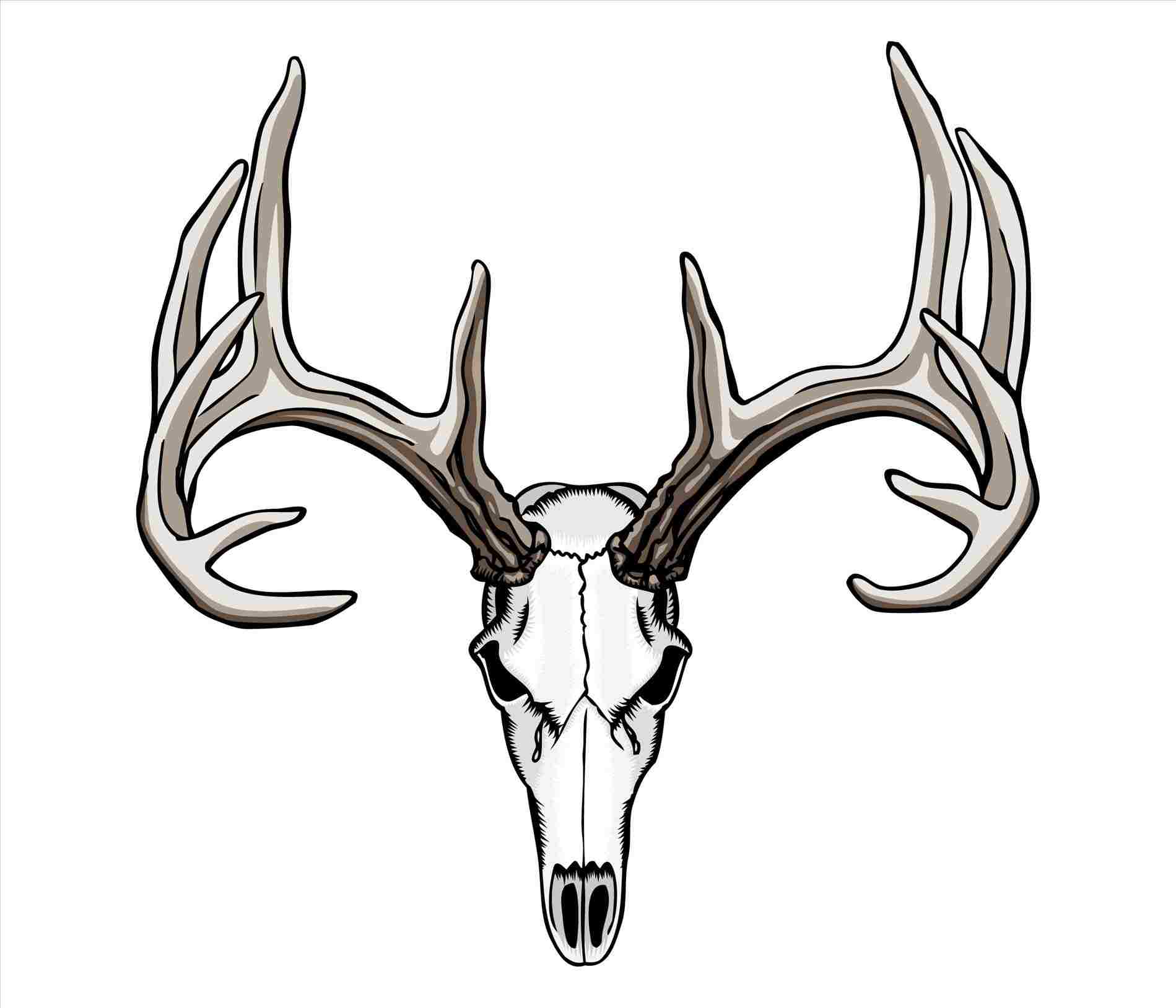 1899x1628 Deer Head Drawing Easy