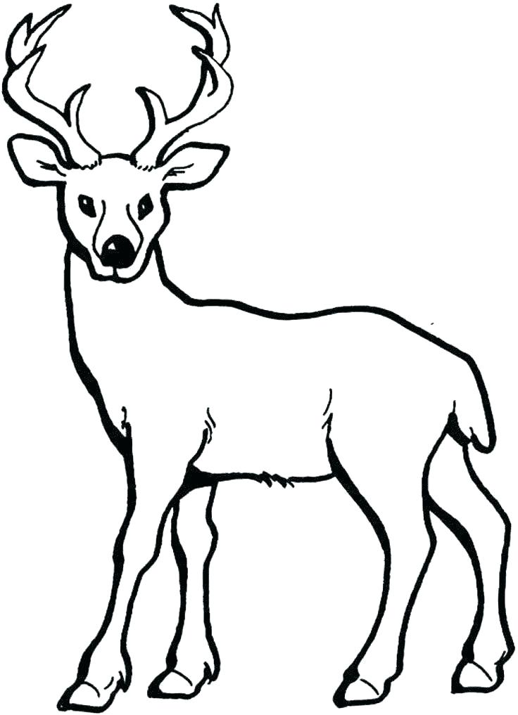 736x1017 How To Draw A Baby Deer