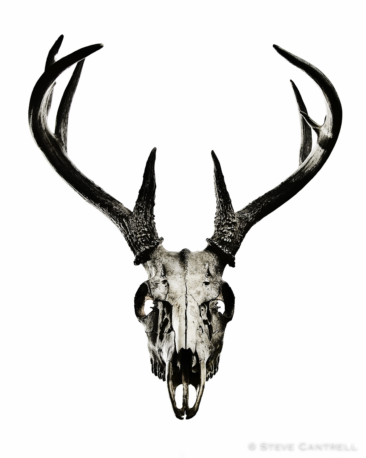 1280x1600 Parts Labor Deer Skull