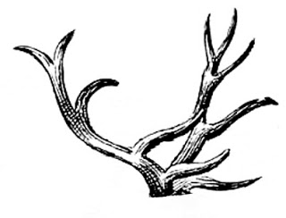 320x244 drawn antler deer antler