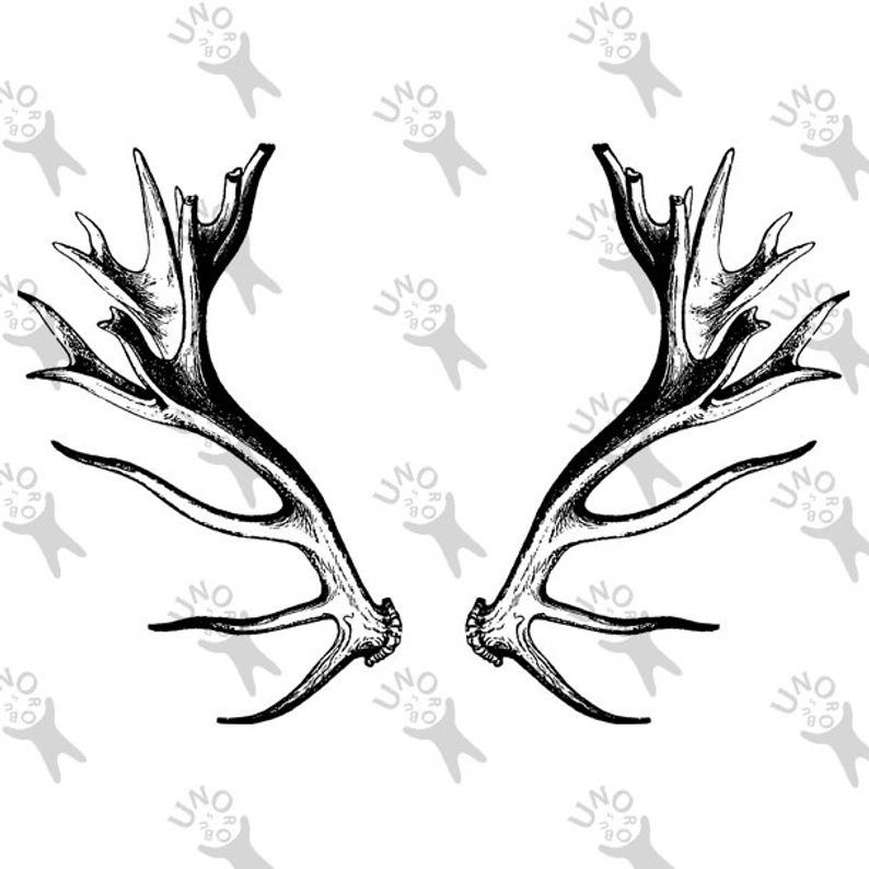 794x794 Vintage Image Deer Horns Instant Download Digital Printable Etsy
