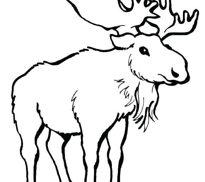 678x600 Elk Coloring