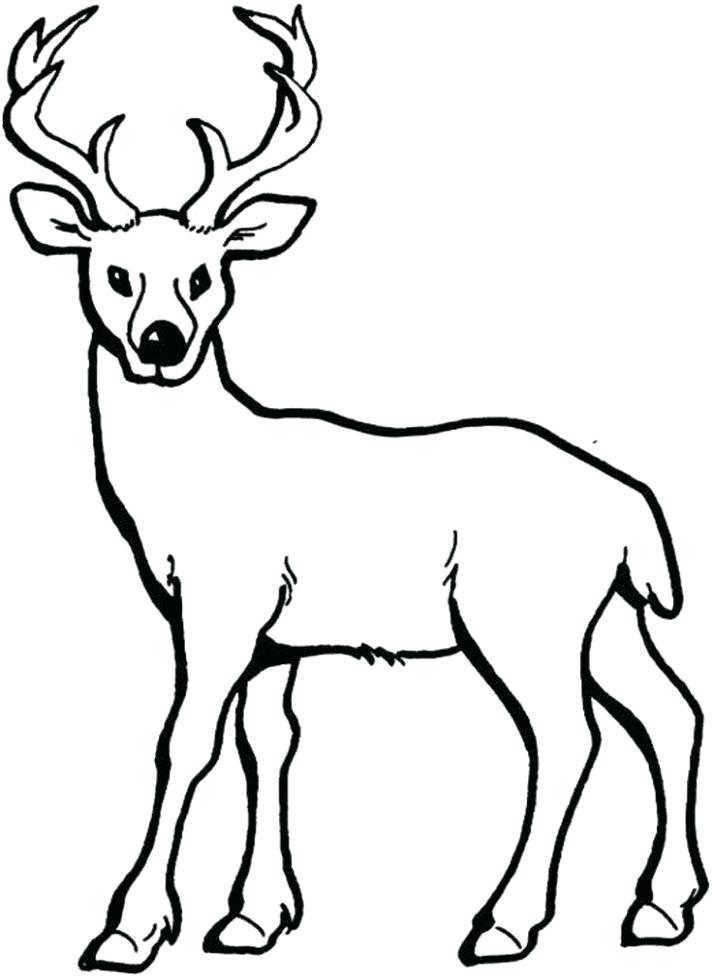713x976 Deer Drawings For Kids
