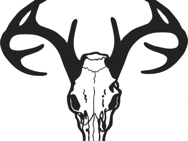 640x480 skull drawing outline this is best deer skull clip art deer
