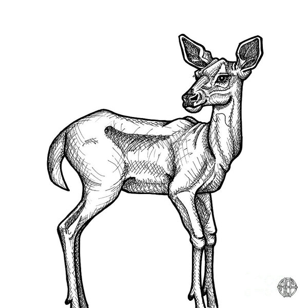 600x600 doe deer drawings fine art america