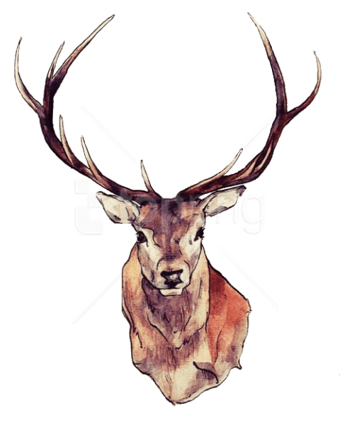 480x609 download deer face png images background toppng