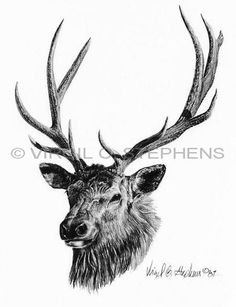 236x307 best black white wildlife drawings images in wildlife