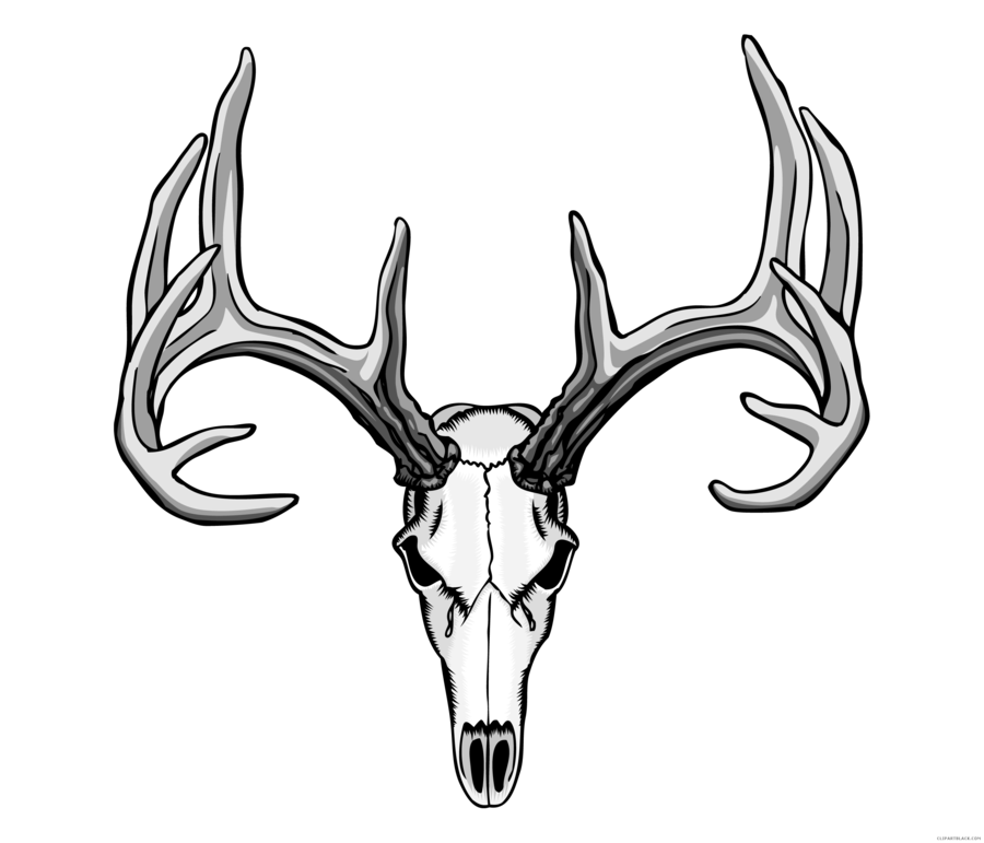 900x771 Deer, Drawing, Skull, Transparent Png Image Clipart Free Download