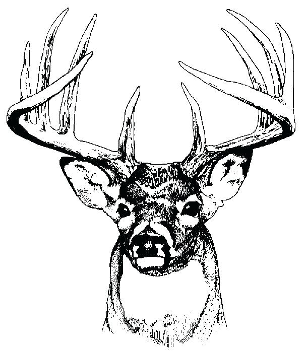 607x697 Draw Deer