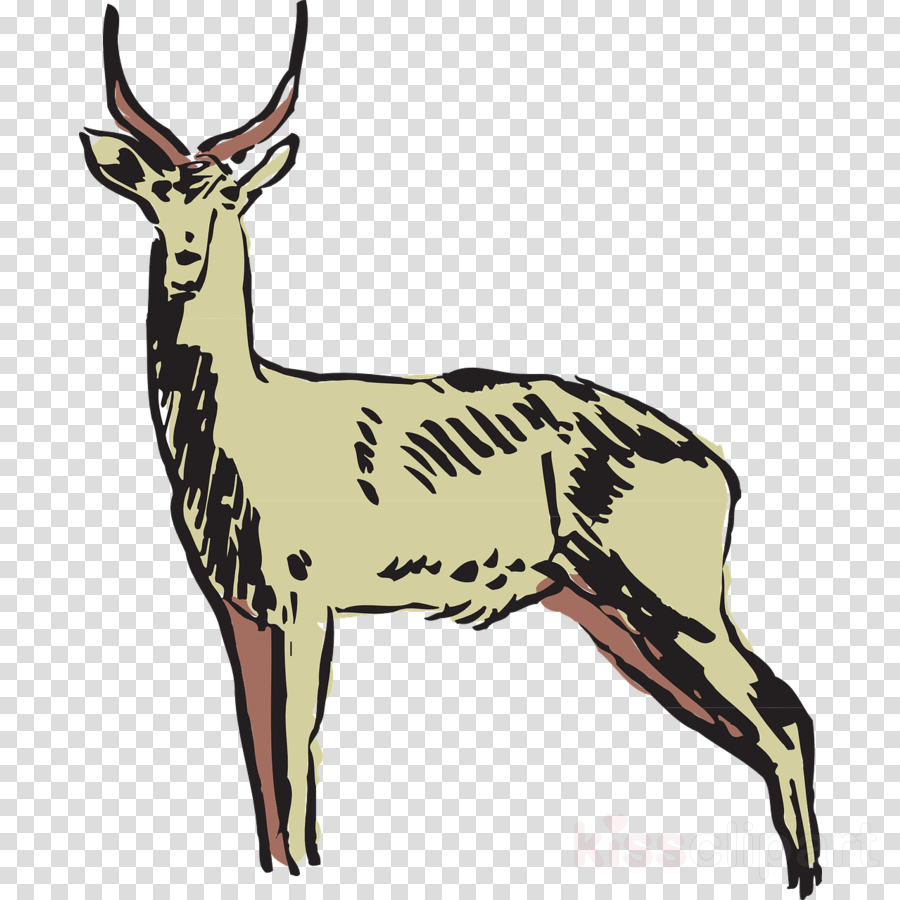 900x900 antelope, deer, drawing, transparent png image clipart free download