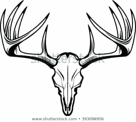 450x406 Deer Skull Pictures European Mount Ccstasteofsoul