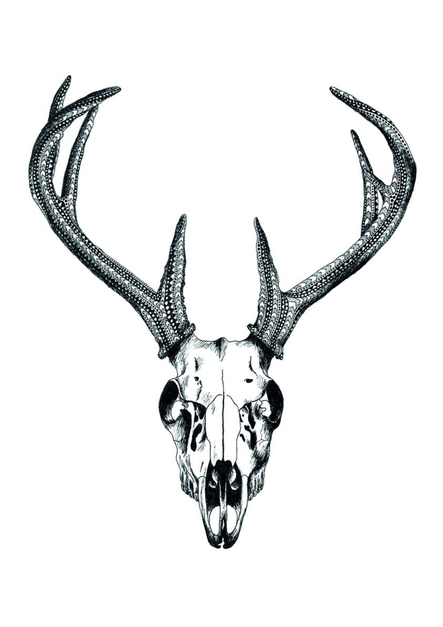 1448x2048 Deer Skull