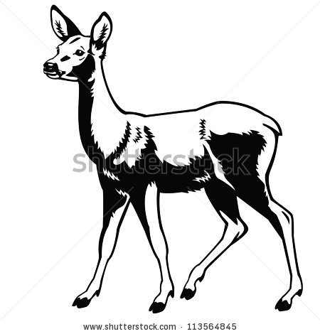 450x470 Horse Skeleton Drawing