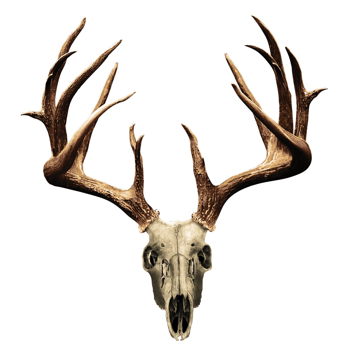 1500x1500 Deer Skull Drawing