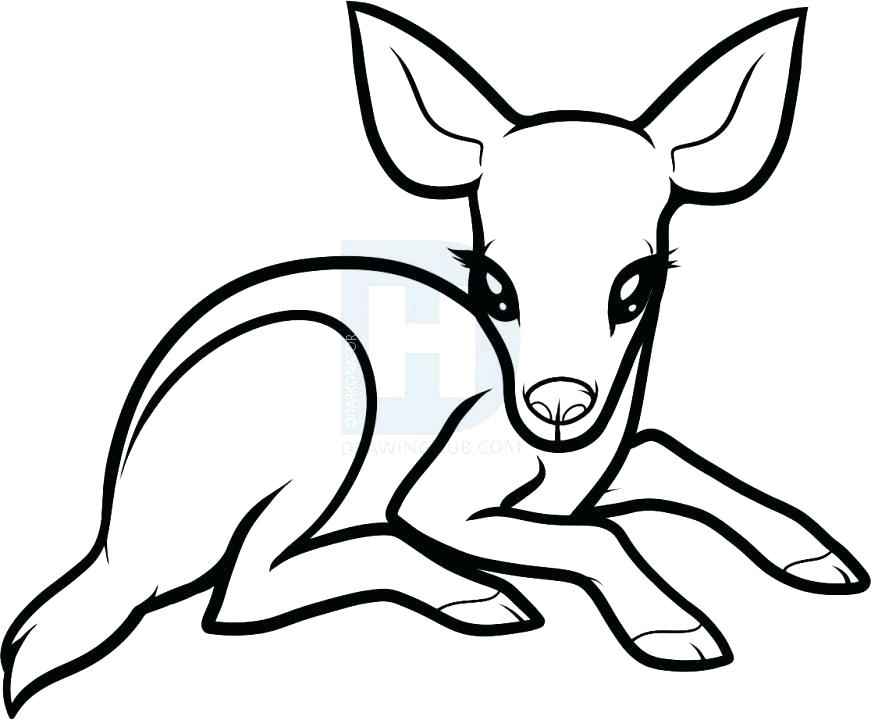 871x720 How To Draw A Deer Easy