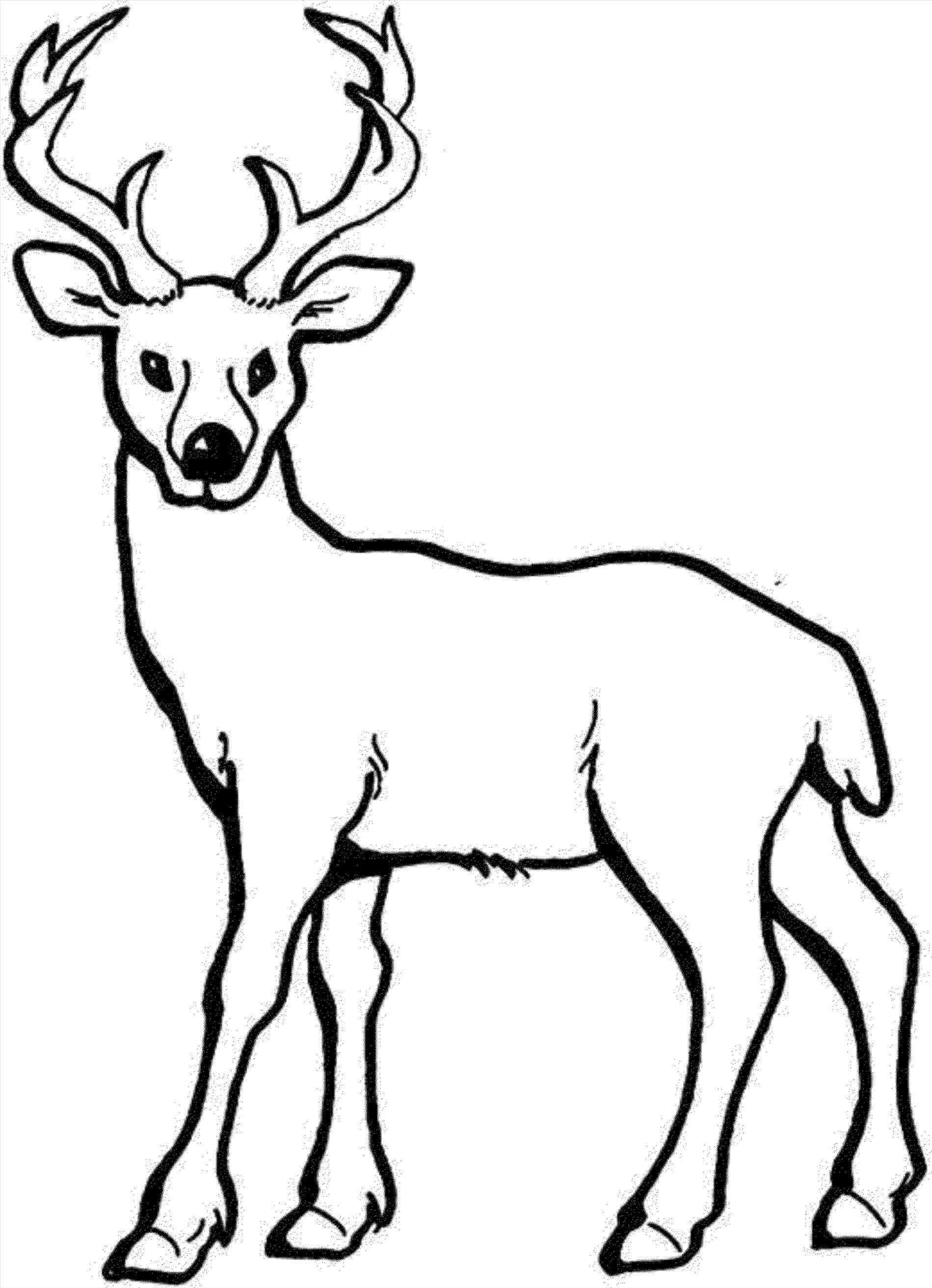 1899x2625 Rhcom Draw A Stag Step