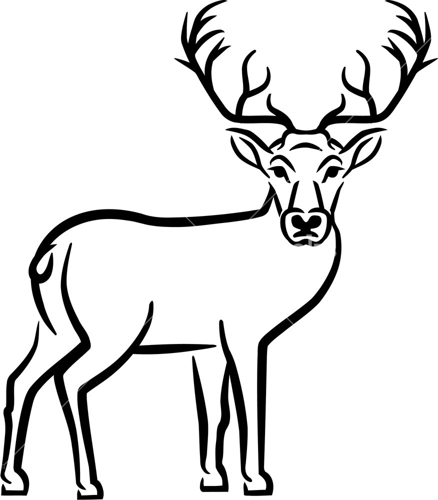 876x1000 Deer Drawn Antlers Royalty Free Stock Image