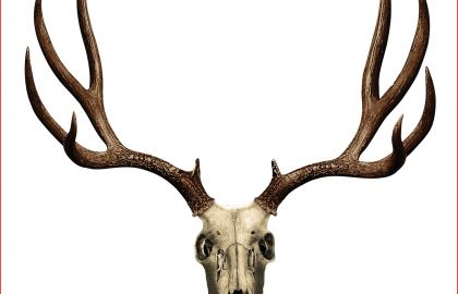 420x270 How To Draw Deer Antlers Saatchi Art Deer Drawing