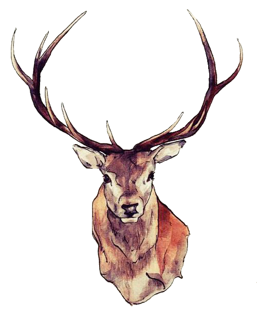 500x634 Watercolor Deer Antlers Transparent Png Clipart Free Download