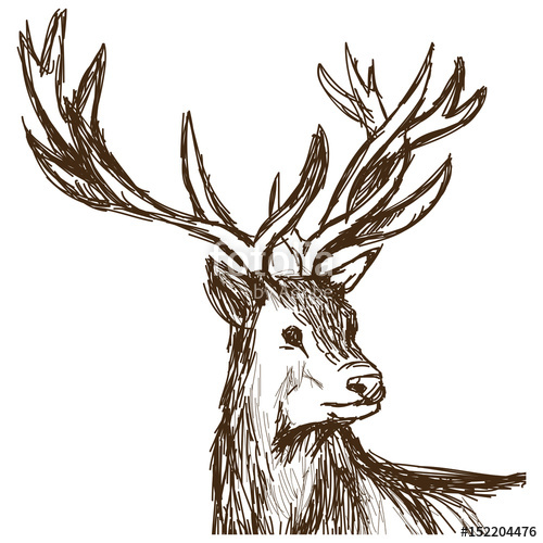 500x500 Hand Drawn Deer Big Antlers, Wildlife Poster Face Graphic Sketch