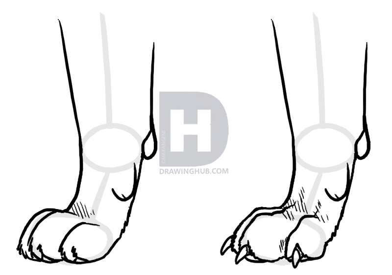 800x563 how to draw panthers, black panthers, step