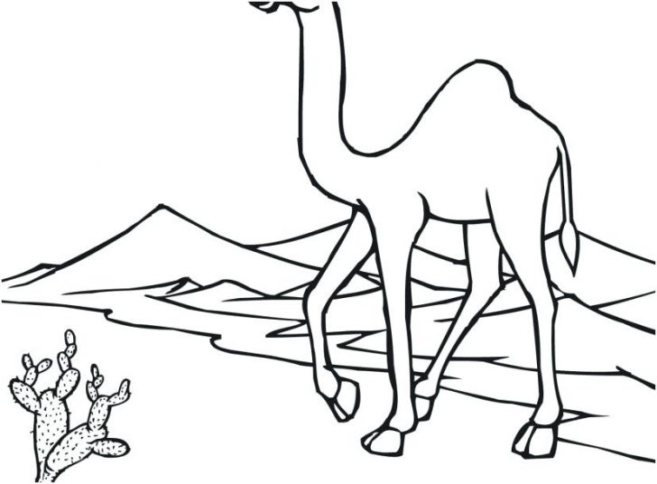 728x536 Camel In Desert Coloring