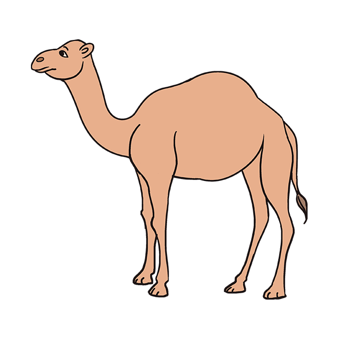 680x678 How To Draw A Camel