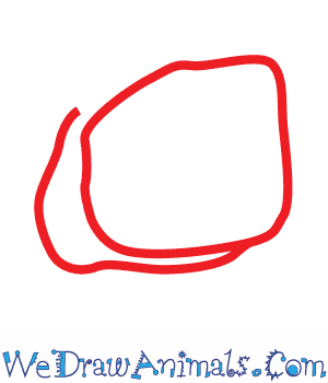 300x350 How To Draw A Desert Tortoise