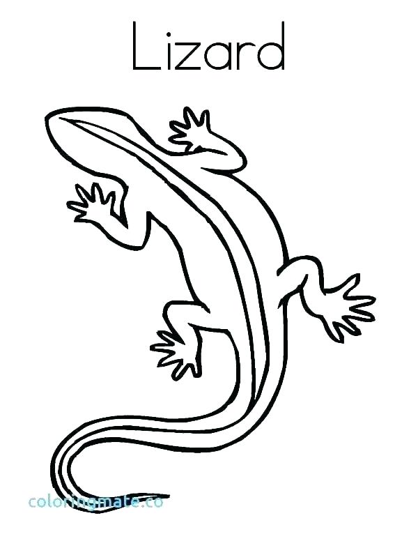 600x776 free lizards coloring pages for kids lizard