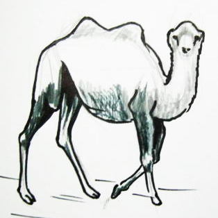 314x314 Desert Animals Drawing Drawing And Crafts