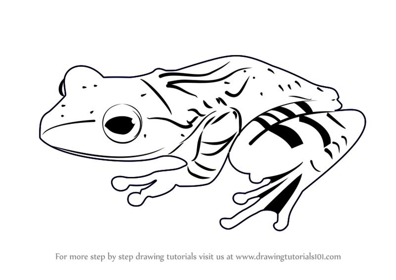 800x565 Desert Drawing Frog For Free Download