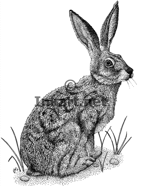 494x650 Desert Drawing Jack Rabbit For Free Download