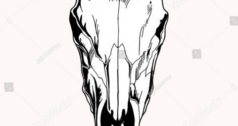 471x250 Skull Drawing Step