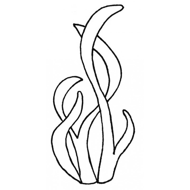 800x800 Seaweed Drawing Detailed For Free Download