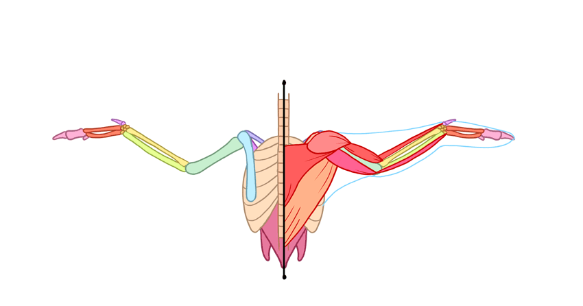 850x446 How To Draw Angel Wings