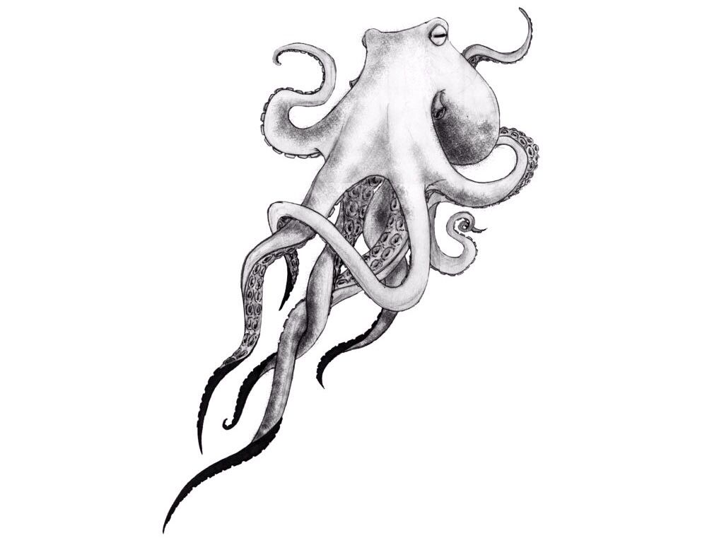 1024x768 Octopus Drawing Detailed For Free Download