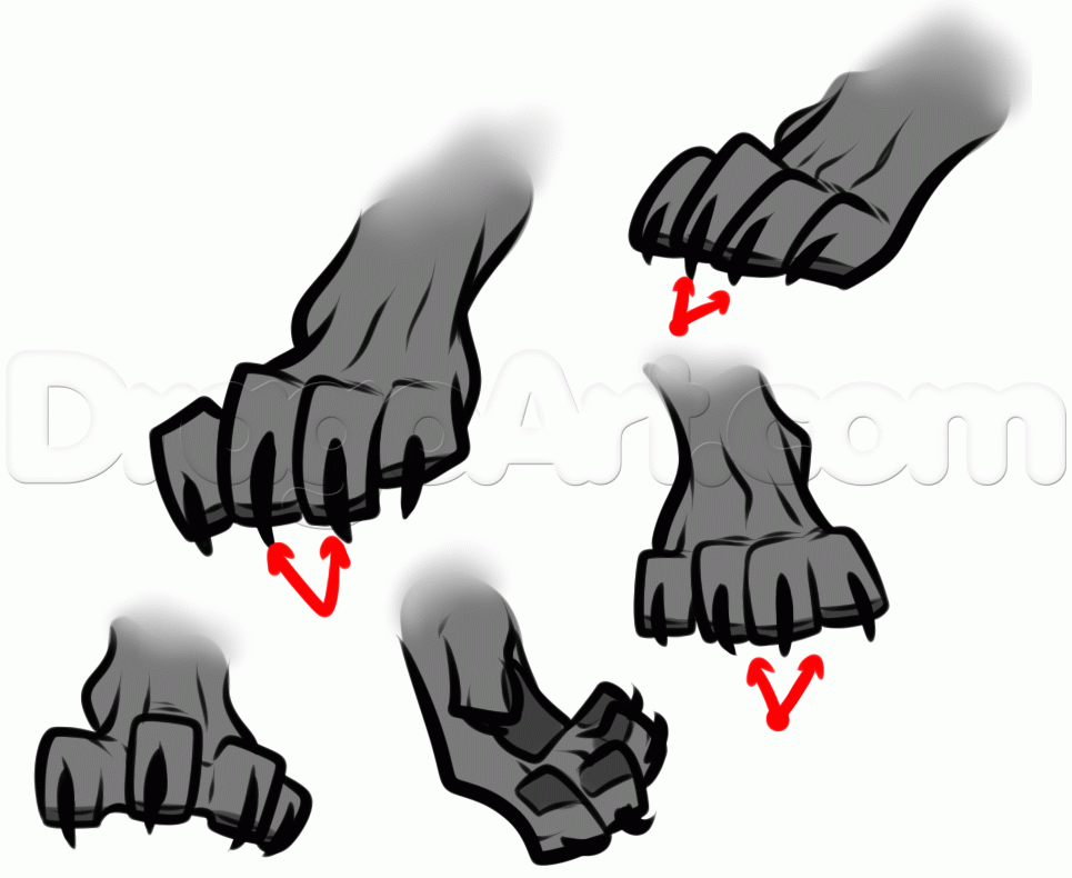 965x790 Cat Anatomy Drawing, Step