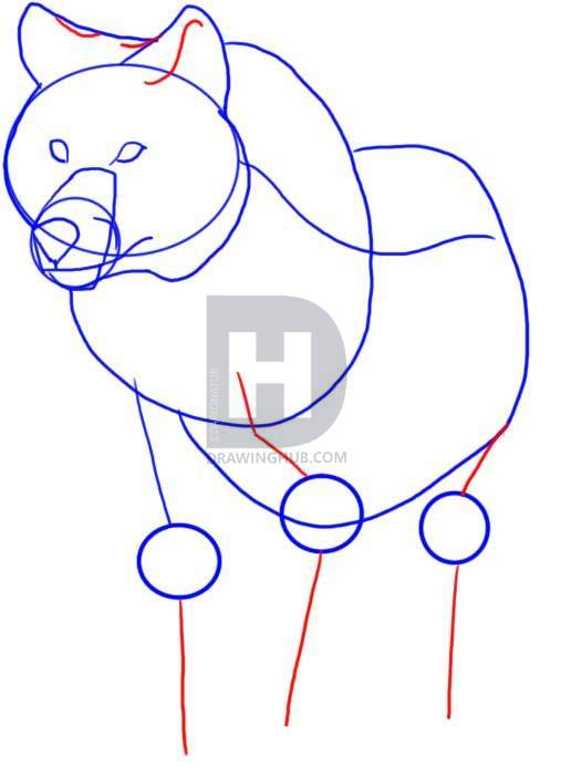 507x703 How To Draw A Wolf, Step