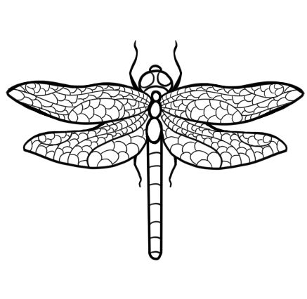 437x426 How To Draw A Dragonfly Steps