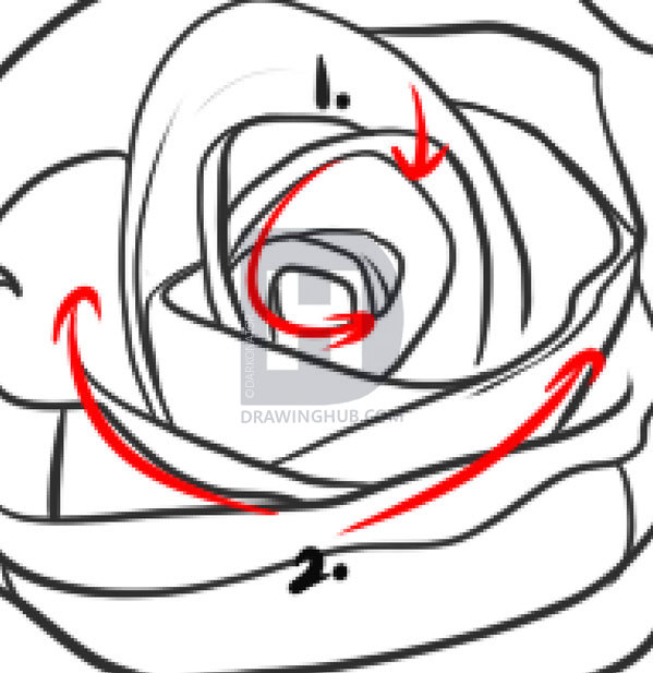 599x617 How To Draw A Realistic Rose, Draw Real Rose, Step