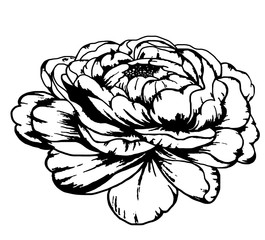 265x240 Search Photos Stamen Rose