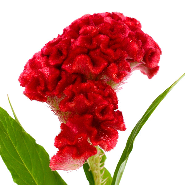 600x600 Why Do Humans Perceive Flowers As Beautiful Or Attractive