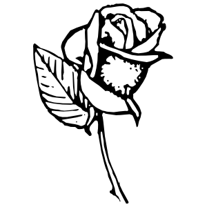 300x300 Collection Of Free Rose Drawing Detailed Download On Ui Ex