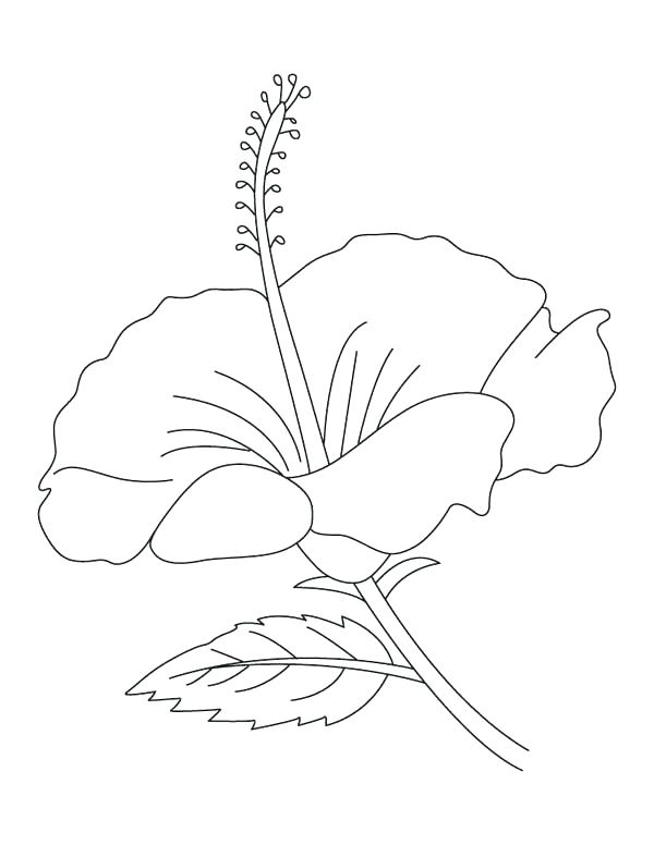 600x776 Coloring Pages Flowers Bouquet Drawing Free Coloring Pages Flowers