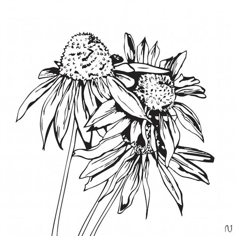 794x794 Echinacea Digital Print Flowers Botanical Illustration Etsy